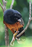 Blue-billed Curassow